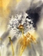 25  June Cutler  Dandelions  Watercolour